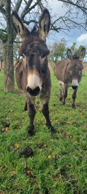 Deux &acirc;nes normands &agrave; vendre