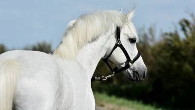 paillettes libres de droits 