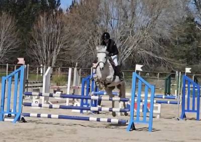 Poney Fran&ccedil;ais de Selle