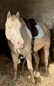 Saillie &eacute;talon PP Connemara