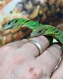 Varan vert &agrave; vendre 