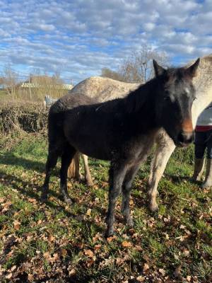 PONEY CONNEMARA  FEMELLE NEE EN 2025