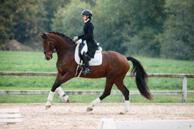 Hongre - 9 ans - PSG Soliman de Hus x Florestan