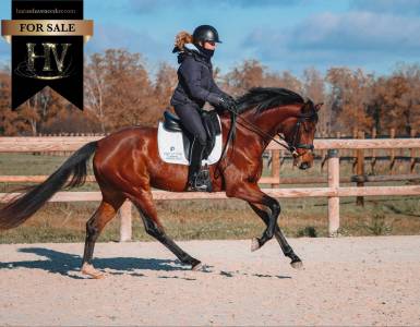 Jument par Vitalis x Apache