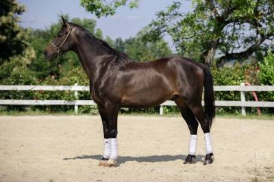 Hongre KWPN -11 ans - Dressage- France