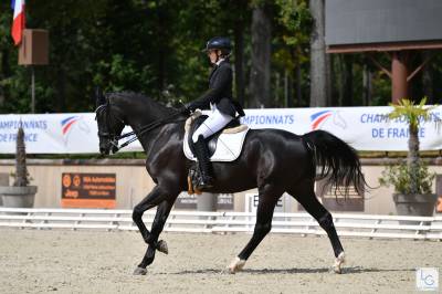 Hongre- Selle Fran&ccedil;ais - 14 ans - Dressage - France
