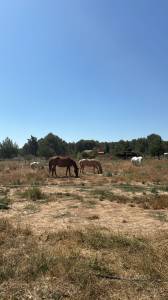 Pension chevaux (13)