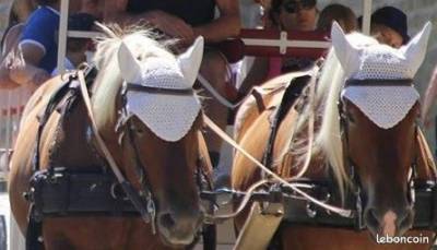 Bonnet anti mouches et moucherons neuf cheval de trait