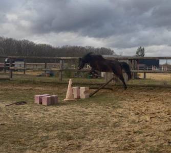 Ponette SF B de 4 ans par Movi Star Tilia