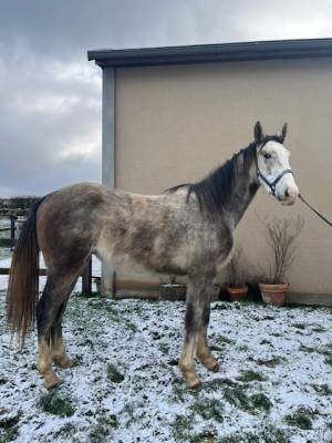 CHEVAL HONGRE DE 3 ANS