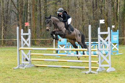 Jeune étalon isabelle, chic, facile, polyvalent