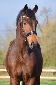 Hongre - KWPN - 4 ans - Dressage - France