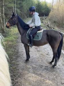 Jument 2012 -SBS- FABEAU(FLORENCIO/DONNERHALL) x AXIS