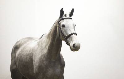 Jument amateur &eacute;lite 