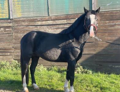 Exceptionnel poney D pfs 4ans