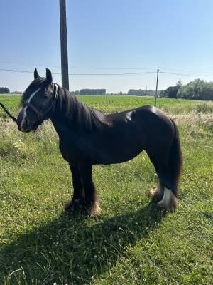 CLAUDE - 6ans - Ponette Irish Cob