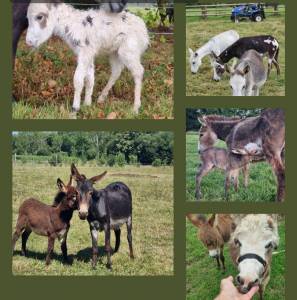 Ane miniature,  &eacute;levage en Normandie 