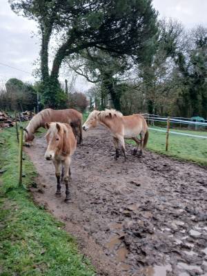 Vente poulain Haflinger 