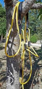 Licol &eacute;thologique 