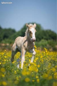 ✨ OSAKA - Jeune jument Irish Cob PP ✨
