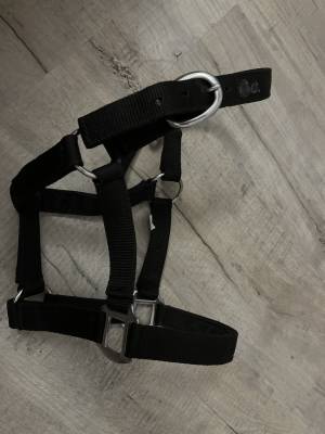 Licol noir taille shetland