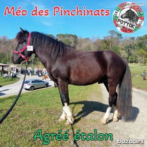 Méo des Pinchinats Etalon Pottok livret A Pie noir