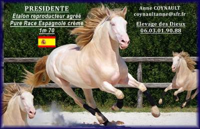 PRESIDENTE PRE 1M70 de robe crème