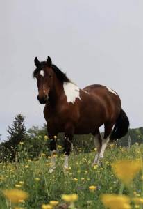 Vente ou d&eacute;p&ocirc;t vente : AZONIE 