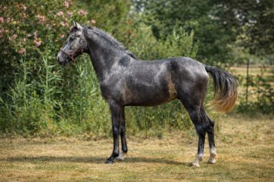 Entier - Lusitanien - 4 ans - Dressage - France