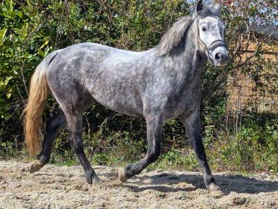 super ponette &agrave; vendre de 6 ans sortie en CSO