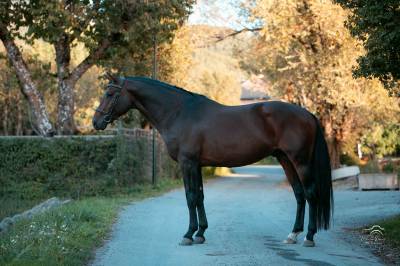 Entier - OC - 6 ans - CCE /CSO - France