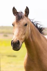 Ponette - 8 ans - Dressage / Id&eacute;ale enfant - France
