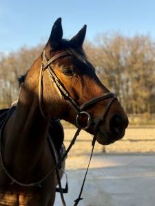 &Agrave; vendre Hongre 10 ans Cso