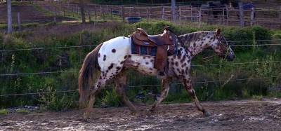 My Lucky Legendary - appaloosa ApHC