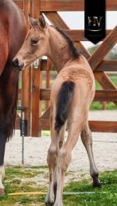 ✨️ M&acirc;le kwpn Isabelle Lusitanosport ✨️