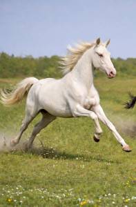 M&acirc;le de 2 Ans  PRE de robe Cr&egrave;me ODOMANN DES DIEUX 