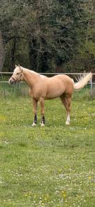 Quarter Horse de 6 ans 