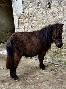 Oponopono mini-poney hongre 2 ans tr&egrave;s gentil 
