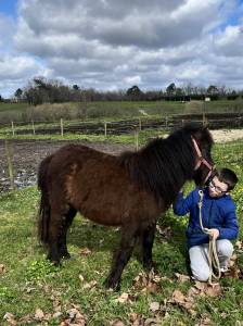 Odin d&rsquo;Alix Joli poney hongre de 2 ans