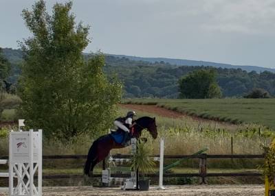 &Agrave; vendre Poney de sport PP NewForest