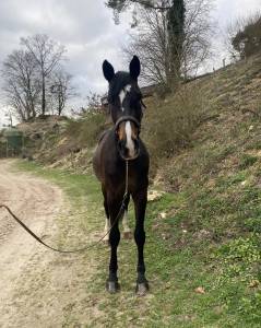 Cheval &agrave; vendre 