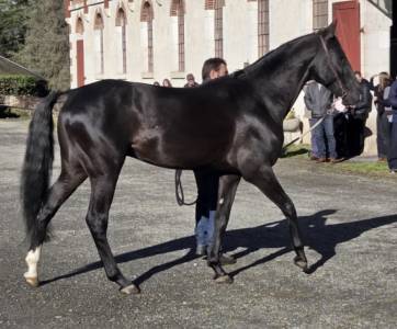 Aydogdy - Saillie étalon Akhal teke