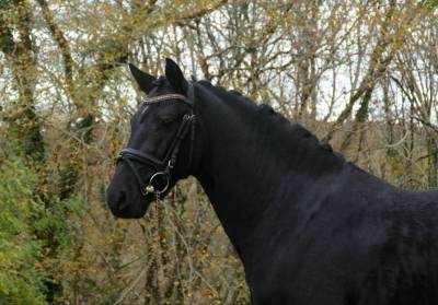Poney de dressage Allemand 6 ans pour AS ELITE