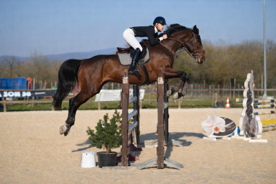 Jument - Zangersheide - 15 ans - CSO - France