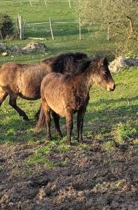 poney B de 1 an