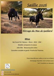 Saillie Poney Shetland