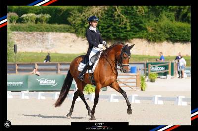Hongre - PRE - 13 ans - Dressage / GP - France 
