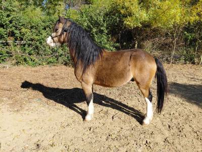 Poney welsh A PP Hongre - 6 ans