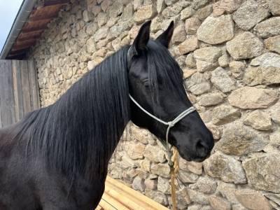 Saillie par &Eacute;talon pur-sang arabe noir homozygote