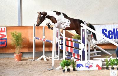 Id&eacute;al Combe Aux Loups : saillie cso top origines